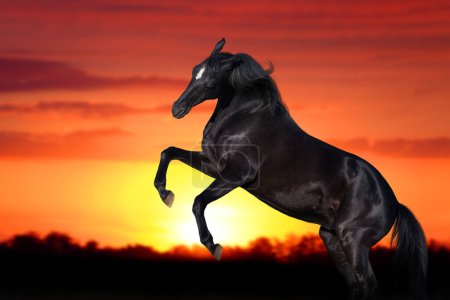 Téléchargez les photos : Deux chevaux se dressant contre le coucher du soleil - en image libre de droit
