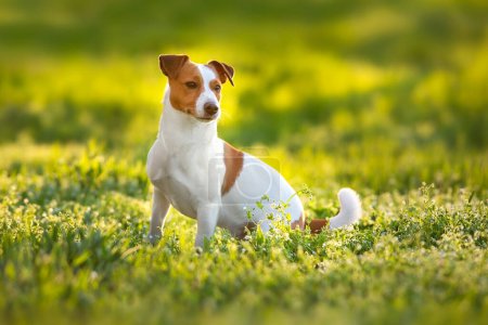 Téléchargez les photos : Jack russel chien courir pour jouet dans la lumière du coucher du soleil dans le parc - en image libre de droit