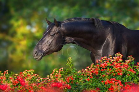 Foto de Retrato de caballo negro en rosas rojas - Imagen libre de derechos