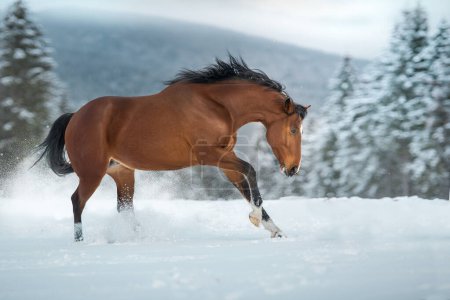 Photo for Bay horse with long mane run in mountain landscape - Royalty Free Image