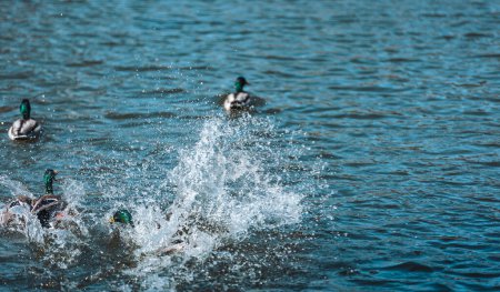 Photo for Ukraine, nature, wild ducks, wild ducks fighting by the water, close-up - Royalty Free Image
