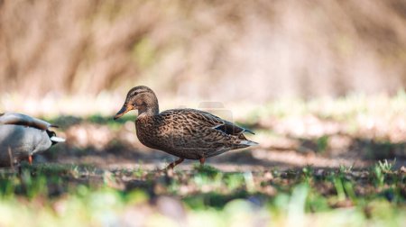 Photo for Ukraine, nature, wild duck, close-up - Royalty Free Image