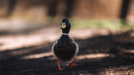 Photo for Ukraine, wild ducks, black wild duck, close-up - Royalty Free Image