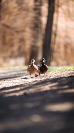 Photo for Ukraine, two wild ducks, ducks coming to meet, close-up - Royalty Free Image
