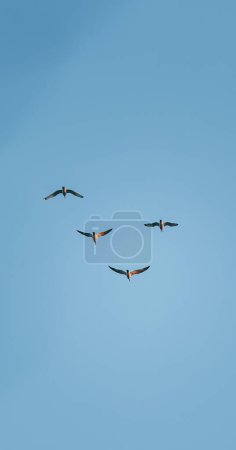 Photo for Summer, seagulls, birds, gulls flying around - Royalty Free Image