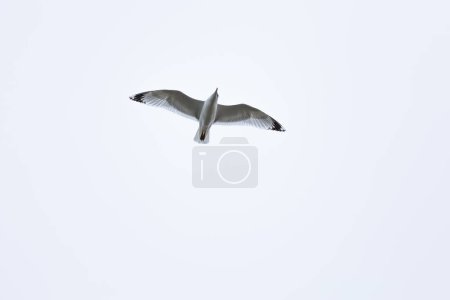 Photo for Summer, flying gull, view from below, close-up - Royalty Free Image