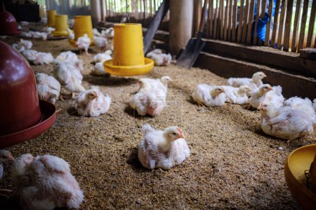 Foto de Kuningan West Java, la atmósfera de una granja de pollos de engorde comiendo al mediodía - Imagen libre de derechos