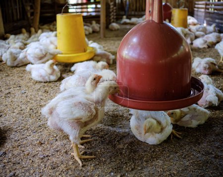 Foto de Kuningan West Java, la atmósfera de una granja de pollos de engorde comiendo al mediodía - Imagen libre de derechos
