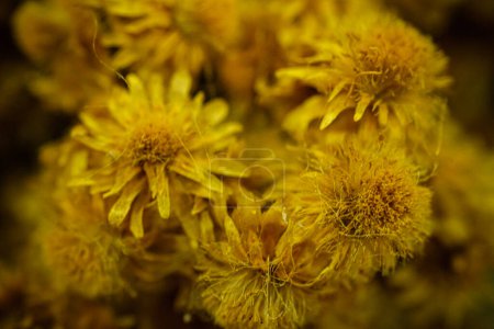 helichrysum arenarium, also known as yellow perennial flower, has an attractive yellow color. 