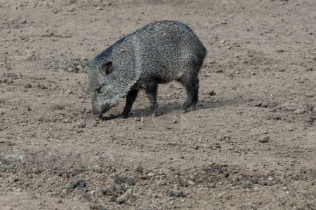Téléchargez les photos : Pecari ou javelina ou cochons mouffettes dans le Parque Zoologico Lecoq dans la capitale de Montevideo en Uruguay. - en image libre de droit