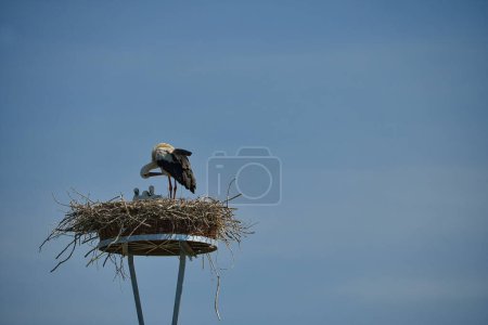 Photo for A stork nest with one stork and three youngsters - Royalty Free Image