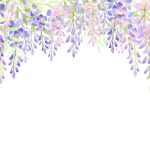 Wisteria flower, save the date invitation or greeting card. Hand drawn watercolor, illustration isolated on white background
