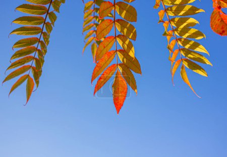 Téléchargez les photos : Sumac à cornes de cerf multicolore en automne sur ciel bleu avec espace de copie. Branche Sumac sur fond bleu ciel. - en image libre de droit