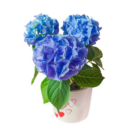 Blue and Violet Hortensia Flowers with green leaves in pot isolated on white background in color of the year 2022 blue very peri. Object with clipping mask