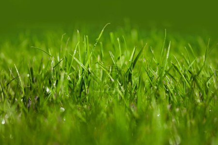Photo for Close up of fresh thick green grass with water drops - Royalty Free Image
