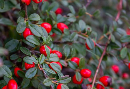 Cotoneaster Horizontalis Branch with Red Berries Natural Background with soft focus.
