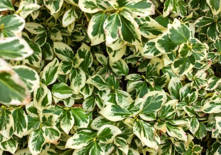 Euonymus (Euonymus fortunei) est un buisson à feuilles persistantes. Euonymus fortunei broche argent reine ou fortune vert avec feuillage blanc comme arrière-plan.