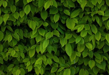 Foto de Ulmus pumila hojas de apio, carpe europeo o carpinus betulus en el jardín. Patrón de hoja verde con luz solar, textura de la naturaleza o fondo. - Imagen libre de derechos