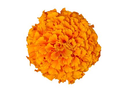 Beautiful orange marigold flower isolated on white background. Bright orange tagetes, African marigolds flower. Orange traditional marigold flower. Orange head flower of cempasuchil used in Mexico s altars on the day of dead
