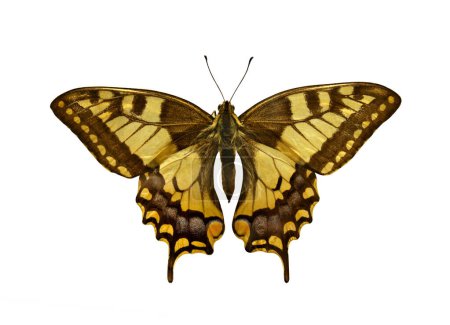 Foto de Old world Swallowtail Butterfly (Papilio Machaon), aislado en blanco. Objeto con ruta de recorte. - Imagen libre de derechos