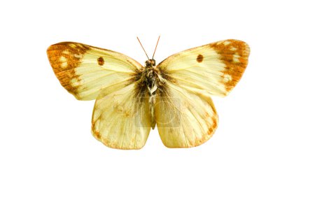 Photo for Male pale Clouded Yellow butterfly (Colias hyale) isolated on white background. Object with clipping path. - Royalty Free Image