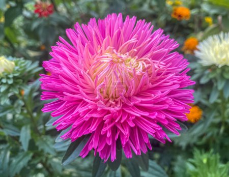 Bright Pink Aster in autumn garden. Blooming Callistephus chinensis. Delicate floral background of pink chrysanthemum.