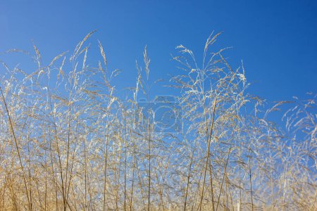 Yellow Johnsongrass or Sorghum halepense, Sudan grass in the meadow over blue sky in autumn.