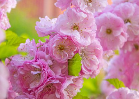 Téléchargez les photos : Fleurs roses douces fleurissant Louiseania triloba, Prunus triloba, Amygdalus triloba dans le jardin de printemps. Fleurs Sakura roses, printemps image romantique rêveuse, fond de paysage. - en image libre de droit