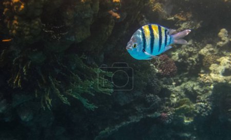 Großaufnahme Hauptfeldwebel (Abudefduf vaigiensis) fischt im Roten Meer, Ägypten mit Kopierraum. Sergeant Major schwimmt zwischen den Korallen.