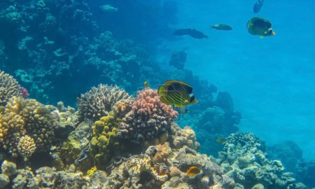 Foto de Chaetodon fasciatus amarillo o pez mariposa diagonal en las extensiones del arrecife de coral del fondo del Mar Rojo. - Imagen libre de derechos