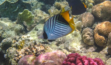 Fadenflossenschmetterlingsfisch (Chaetodon auriga) im Roten Meer, Ägypten. Schmetterlingsfische in der Nähe des Korallenriffs im Ozean über dem bunten Korallenriff.