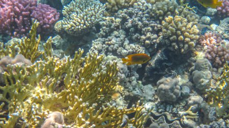 Gelbe Feuerkoralle (Millepora) und Pomacentrus sulfureus tropischer Fisch. Bunte Meereslebewesen, Fische und Korallen. Unterwasseraufnahmen vom Schnorcheln im tropischen Meer. Wasserlebewesen.