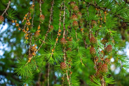 Larch tree fresh pink cones blossom at spring nature background. Branches with young needles European larch Larix decidua with flowers.