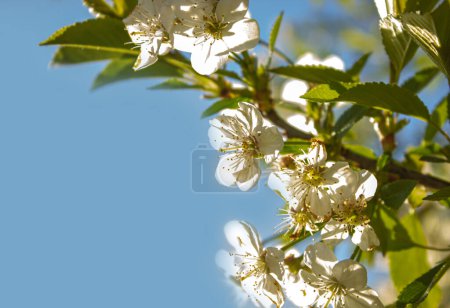 Blühende weiße Pflaumenblüten auf sonnigem blauem Himmel Hintergrund mit Kopierraum für Text oder Design.