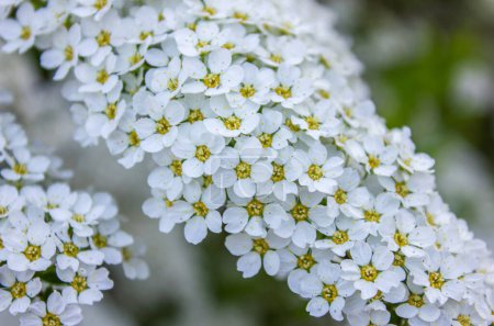 Fondo de primavera White Spirea Inflorescencias de cerca. Enfoque selectivo en las flores de Spirea Blanca sobre un fondo arbustivo.