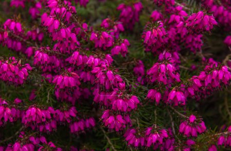 Superbe Erica carnea pourpre persistante (bruyère alpine printanière) Fleurs. Floraison Erica carnea rose fond de plante gros plan avec mise au point sélective.