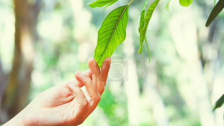 Téléchargez les photos : Femme main toucher des feuilles fraîches - en image libre de droit