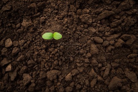 Photo for Green sprout soil plant ground earth day. Vegetable seedling sprout cucumber seedling soil ground sapling grow organic soil background. Sapling young plant seedling growing sprout plant growing nature - Royalty Free Image
