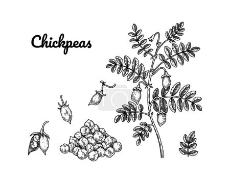Ilustración de Set of chickpeas design elements. Hand drawn botany collection. Vector illustration in sketch stile - Imagen libre de derechos