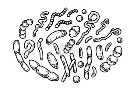 Illustration for Set of hand drawn bacterias and microorganisms. Vector illustration in sketch style. Realistic microbiology scientific design - Royalty Free Image