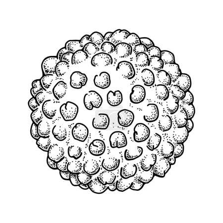Ilustración de Hepatitis virus isolated on white background. Hand drawn realistic detailed scientifical vector illustration in sketch style - Imagen libre de derechos