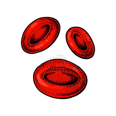 Illustration for Erythrocyte red blood cells isolated on white background. Hand drawn scientific microbiology vector illustration in sketch style - Royalty Free Image