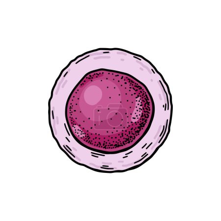 Téléchargez les illustrations : Cellules souches sanguines isolées sur fond blanc. Illustration vectorielle de microbiologie scientifique dessinée à la main dans le style croquis - en licence libre de droit
