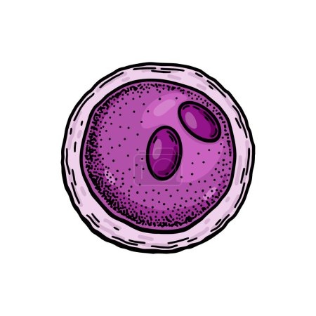 Téléchargez les illustrations : Lymphoblast blood cell isolated on white background. Hand drawn scientific microbiology vector illustration in sketch style - en licence libre de droit