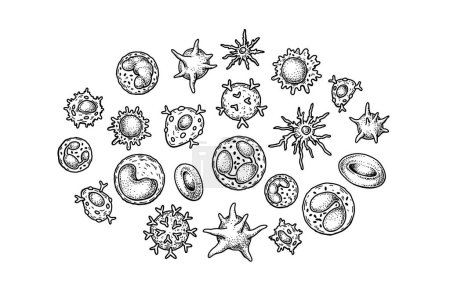 Téléchargez les illustrations : Cellules sanguines isolées sur fond blanc. Illustration vectorielle de microbiologie scientifique sous forme de croquis - en licence libre de droit