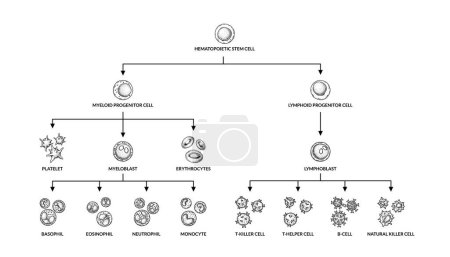 Téléchargez les illustrations : Schéma d'hématopoïèse. Groupes de cellules sanguines humaines avec des noms. Illustration vectorielle de microbiologie scientifique sous forme de croquis. formation de composants cellulaires sanguins - en licence libre de droit
