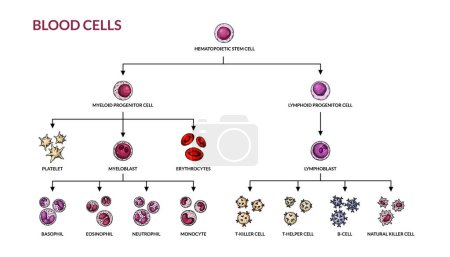 Illustration for Hematopoiesis diagram. Human blood cells types with names. Scientific microbiology vector illustration in sketch style. blood cellular components formation - Royalty Free Image