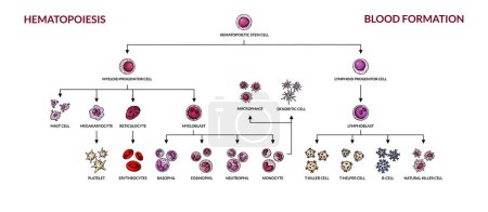 Téléchargez les illustrations : Schéma d'hématopoïèse. Groupes de cellules sanguines humaines avec des noms. Illustration vectorielle de microbiologie scientifique sous forme de croquis. formation de composants cellulaires sanguins - en licence libre de droit