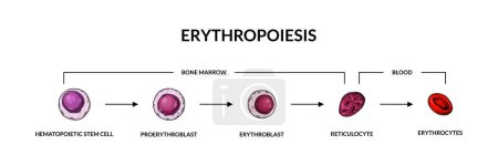 Illustration for Red blood cells development. Erythropoiesis. Scientific microbiology vector illustration in sketch style - Royalty Free Image