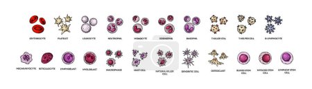 Illustration for Blood cells isolated on white background. Scientific microbiology vector illustration in sketch style - Royalty Free Image